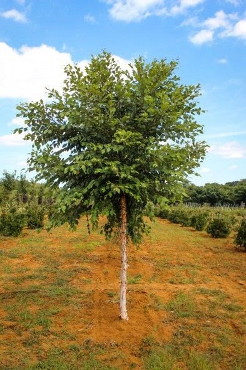 River Birch single stem tree betulanigra image 1