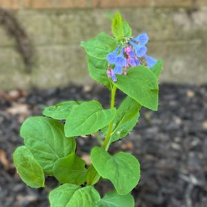 Virginia Bluebell 5 roots wild flower shade lover (Mertensia) image 2