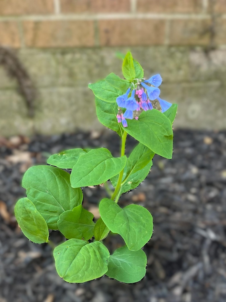 Virginia Bluebell 5 roots wild flower shade lover (Mertensia) image 2