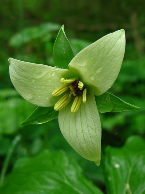 Buy Trillium Erectum Sulcatum Barksdale's Furrowed Wake-robin