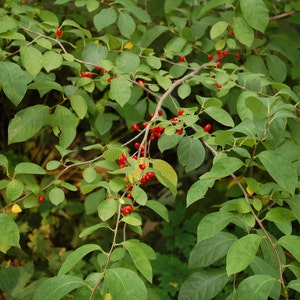 SPICE BUSH, Pond Berry (Lindera benzoin)