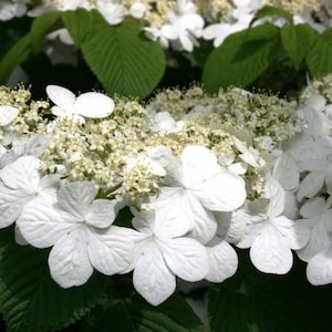 Arbusto viburnum bola de nieve japonés