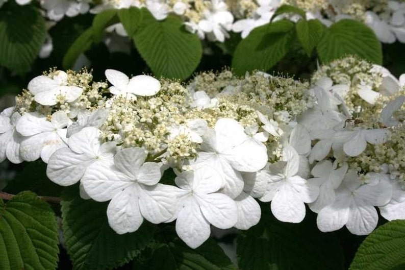 Japanese Snowball Viburnum Bush Etsy