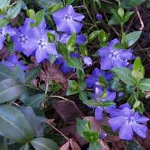 Vinca Minor vine 2.5" pot