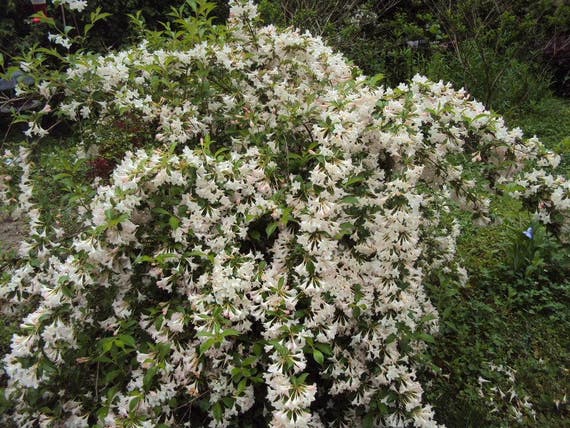 Alan Jolliffe Weigela Apple Blossom