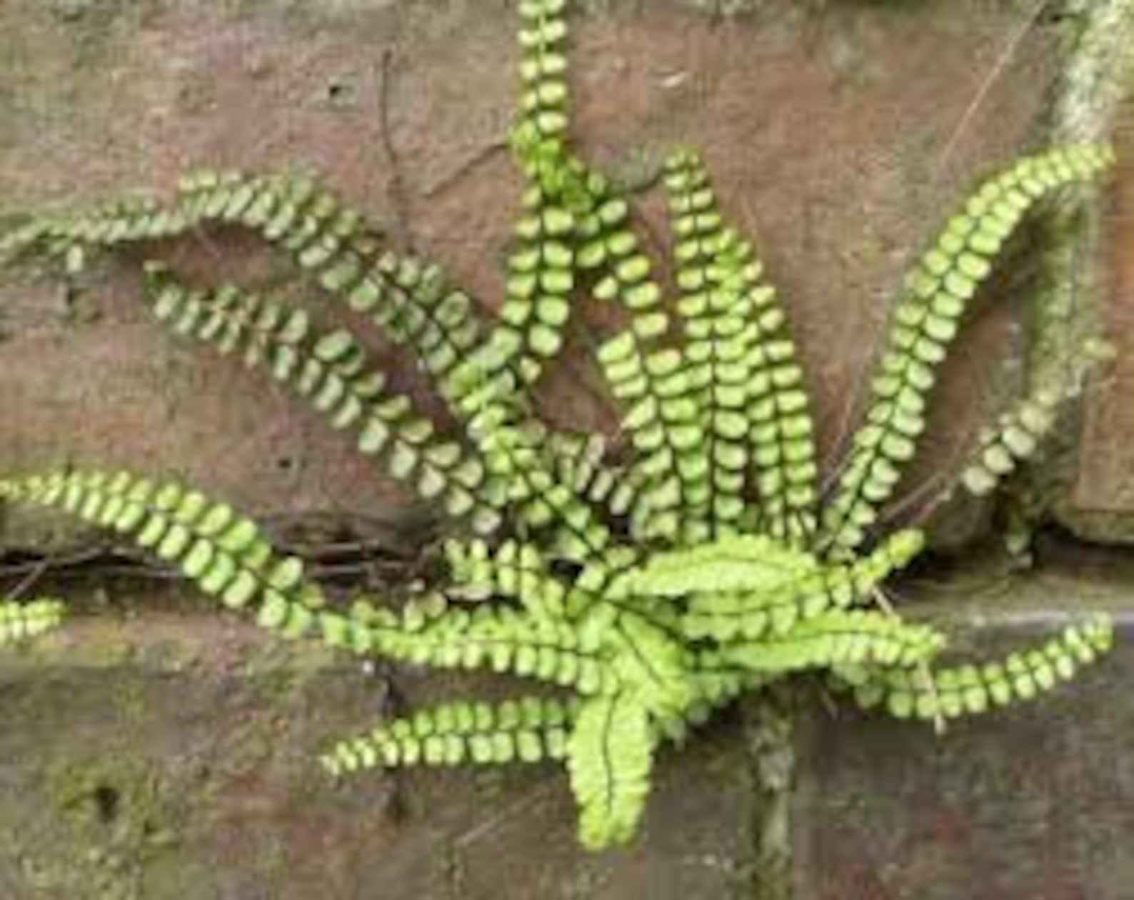 5 MAIDENHAIR SPLEENWORT Fern Rhizome/root - Etsy