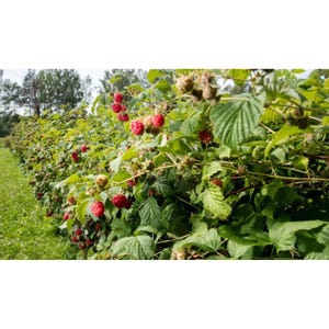 May include: A vibrant image of a raspberry patch, showcasing rows of green bushes laden with ripe, red raspberries. The leaves are a lush green, and the berries are a deep red. The scene is set outdoors, with a glimpse of trees in the background.