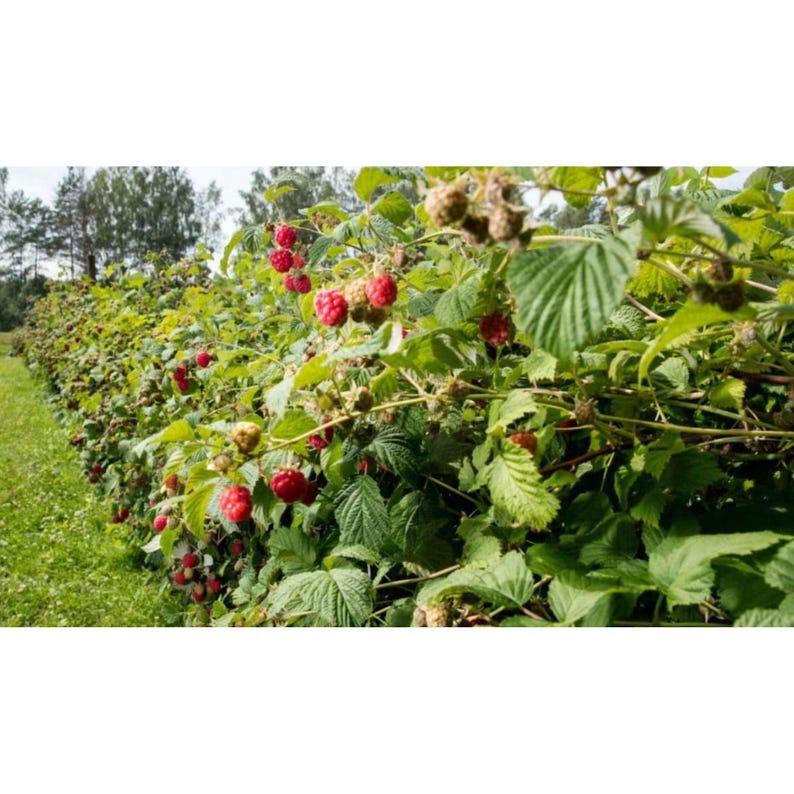 Caroline Raspberry Plant 4