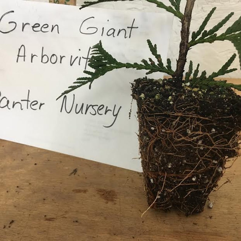 Thuja Green Giant Arborvitae 15 plants 3 pot