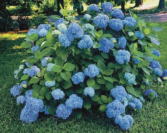 Nikko Blue Hydrangea