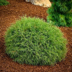 May include: A vibrant green, spherical shrub with dense, needle-like foliage. The plant is surrounded by brown mulch, with a smaller evergreen plant visible in the background. The shrub's bright color contrasts with the earthy tones of the mulch.
