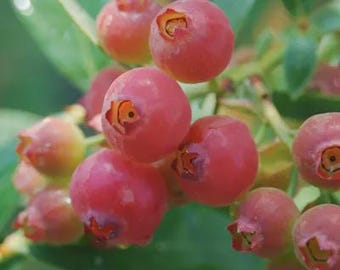 Pink Lemonade Blueberry 4" pot