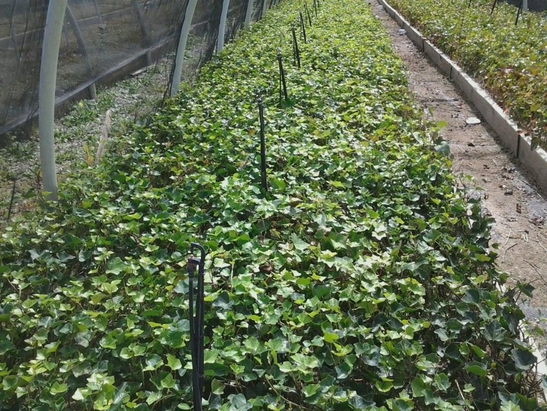 BALTIC IVY sub zero ivy 5 bare root plants