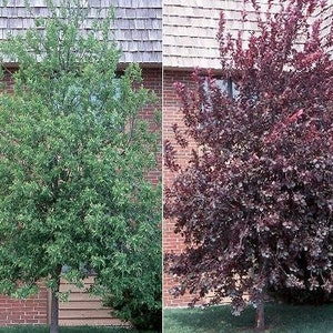 May include: Two trees are shown side-by-side. One is a vibrant green, the other a deep burgundy. Both trees have full, leafy canopies and are set against a backdrop of a brick building and a wooden shingle roof. The trees are planted in grass.