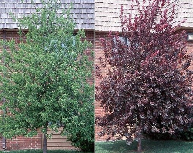 Red Choke Cherry Tree Etsy