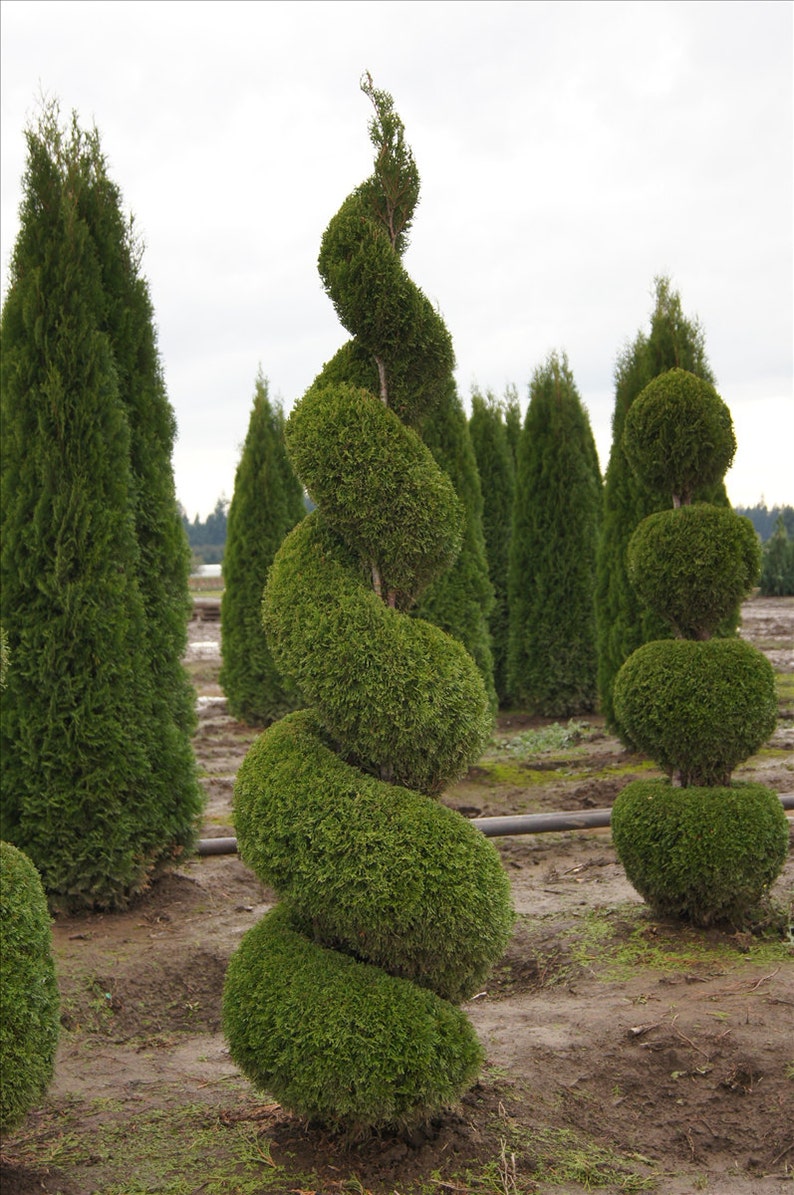 25 EMERALD GREEN plants Arborvitae 2 1/2 pot Thuja Etsy