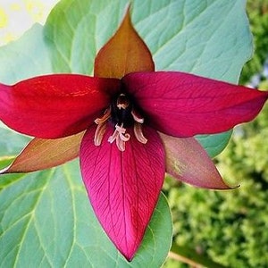 5 Red Trillium, Wood Lily bulbs (Trillium erectum)