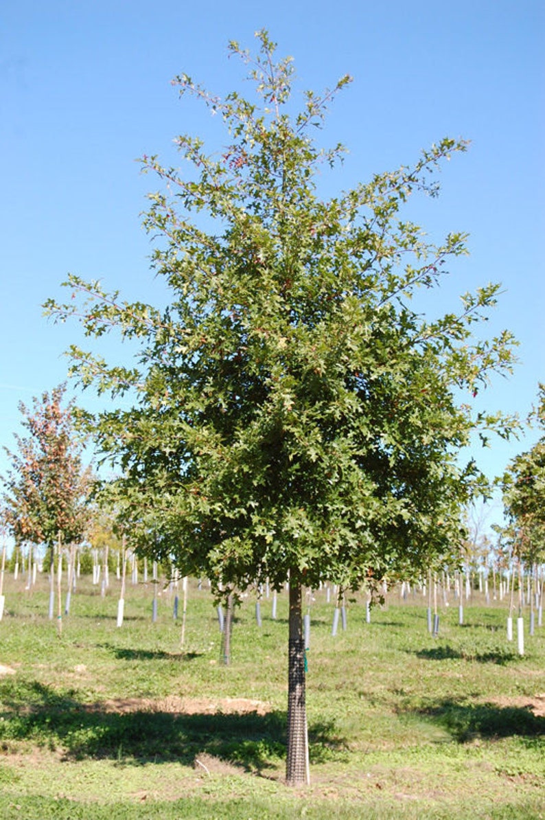 Pin Oak Treequercus Palustris Etsy