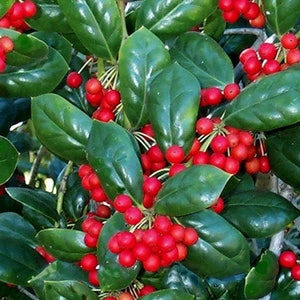 May include: Close-up of a holly bush with bright red berries and dark green leaves.