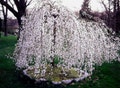 Weeping Cherry Tree