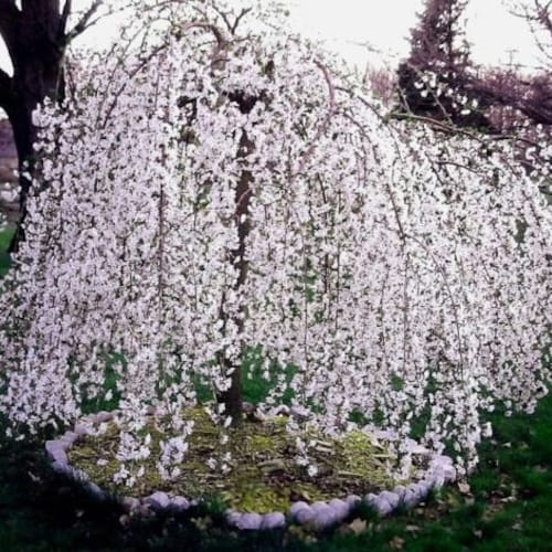 RoomMates Klebetapete 'Weeping Cherry Tree' – Abziehbar, Für Wände & Möbel