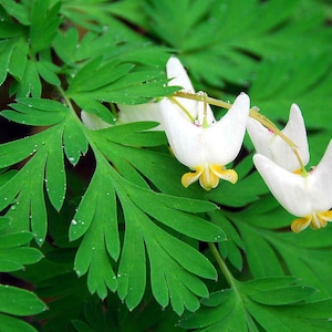 May include: White bleeding heart flowers with yellow centers bloom against a backdrop of lush green foliage.