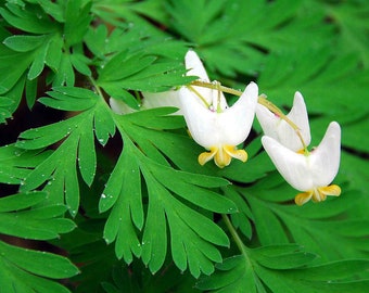 5 Dutchman's Breeches Dicentra cucullaria