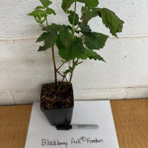 May include: A young blackberry plant in a 4-inch pot. The plant has green leaves with some brown spots and is labeled "Blackberry Ark Freedom thornless". A black marker is next to the pot for scale.