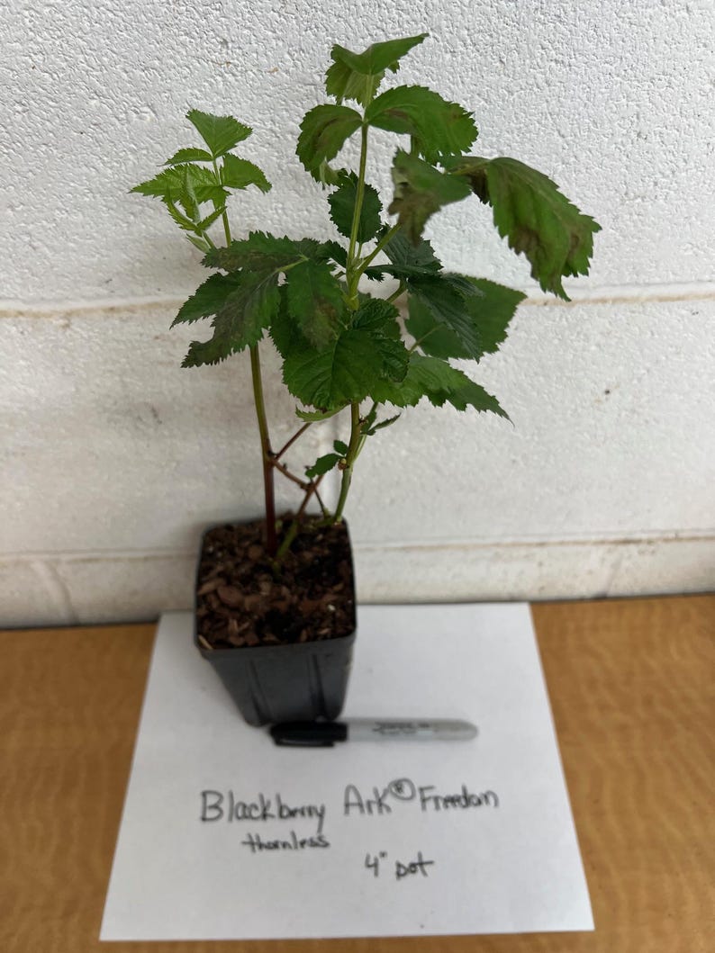 May include: A young blackberry plant in a 4-inch pot. The plant has green leaves with some brown spots and is labeled "Blackberry Ark Freedom thornless". A black marker is next to the pot for scale.