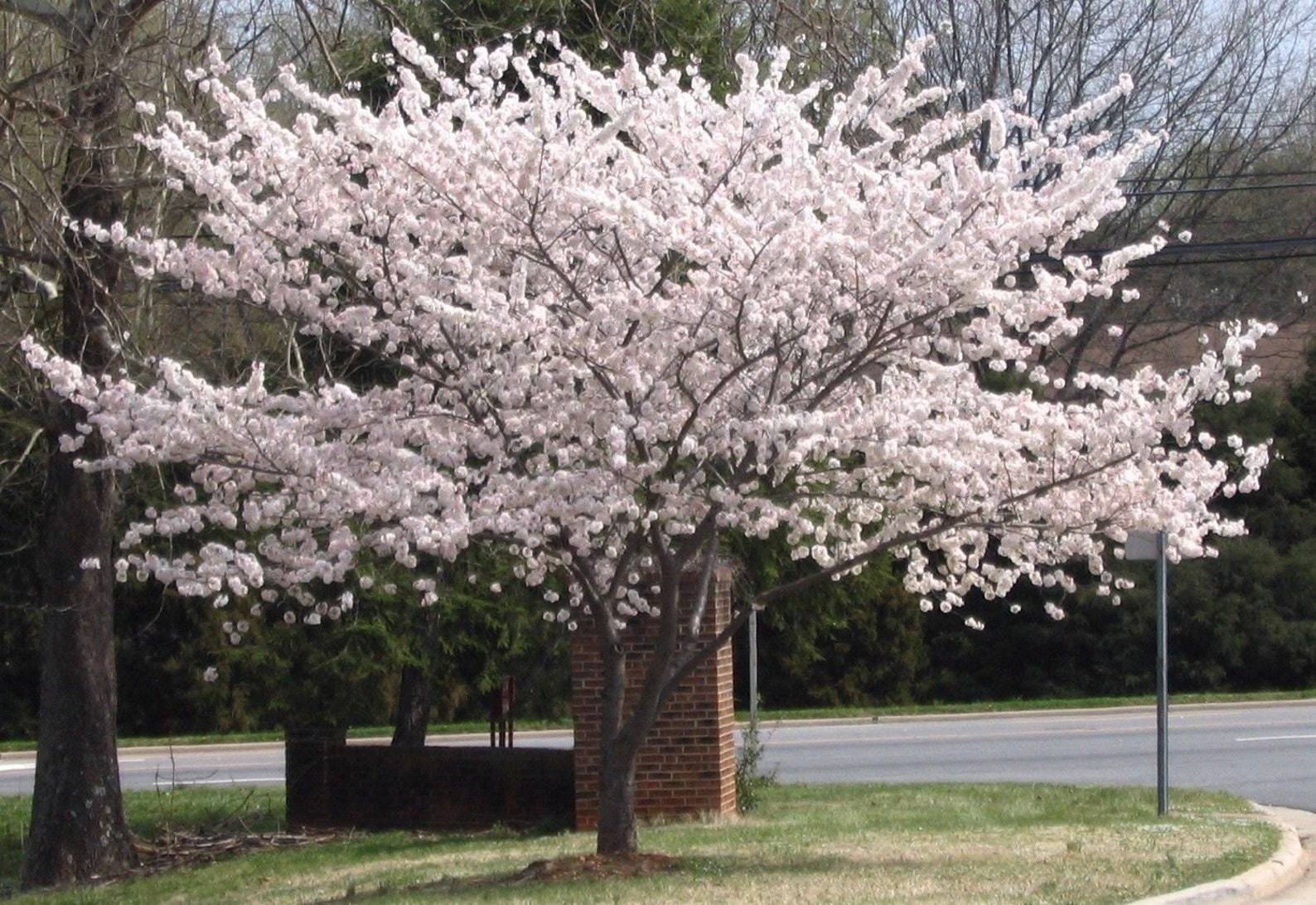 Корень сакуры. Вишня мелкопильчатая Taihaku. Сакура Тайхаку. Yoshino Cherry Tree. Вишня Йосино.