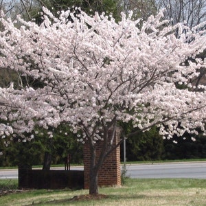 May include: A white cherry blossom tree in full bloom with pink flowers. The tree is in a grassy area with a brick wall behind it.
