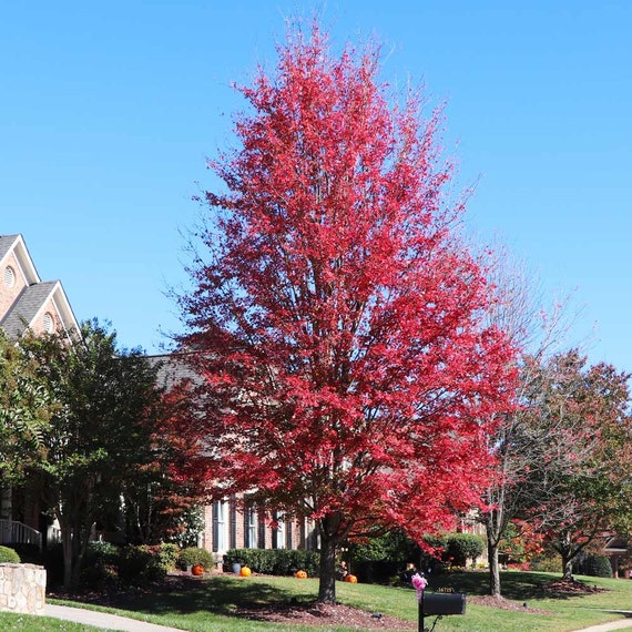 Autumn Blaze Maple Problems - Quart Pot Size - Fast-Growing Shade Tree ...