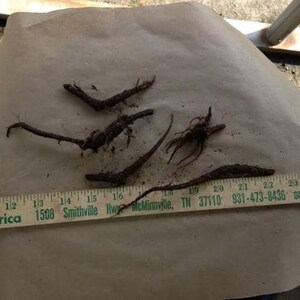 May include: Close-up of a group of brown plant roots on a brown paper surface. A wooden ruler with green markings is visible at the bottom of the image. The ruler reads "Smithville Hwy McMinnville, TN 37110 931-473-8436".