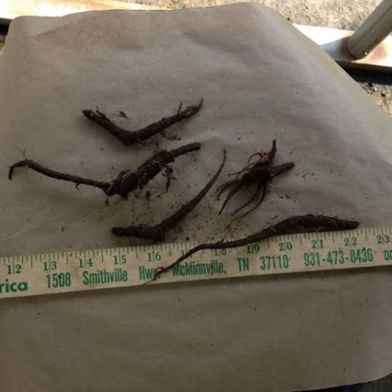 May include: Close-up of a group of brown plant roots on a brown paper surface. A wooden ruler with green markings is visible at the bottom of the image. The ruler reads "Smithville Hwy McMinnville, TN 37110 931-473-8436".