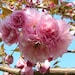 Avatar de panternursery