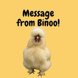 May include: A fluffy, cream-colored Silkie chicken with a red comb and wattle stands against a yellow background. The text "Message from Binoo!" is written in black above the chicken.