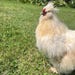 BinooTheChicken