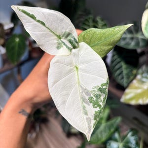 Alocasia Regal Shield Albo Variegated - Etsy UK