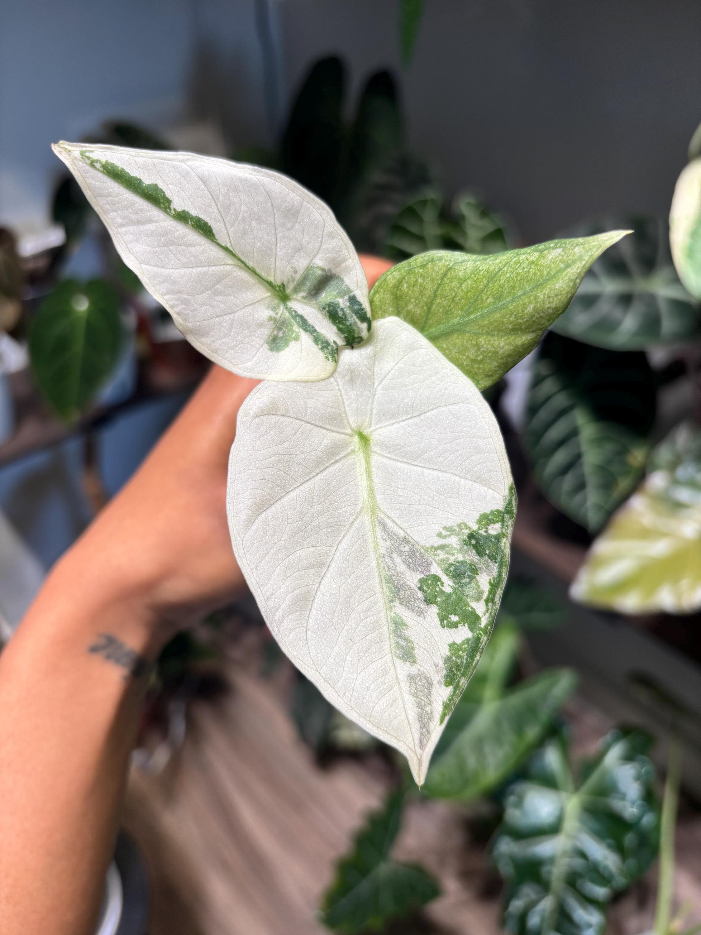 Alocasia regal shields - Etsy 日本