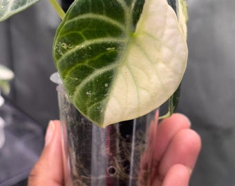 Ninja Albo Alocasia