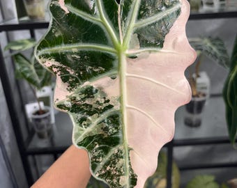 Alocasia Pink Polly