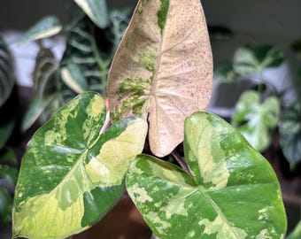 Alocasia Pink Plumbea Mutation