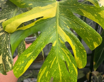 Monstera Electrolyte König