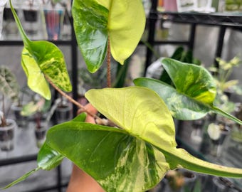 Alocasia Stingray Aurea