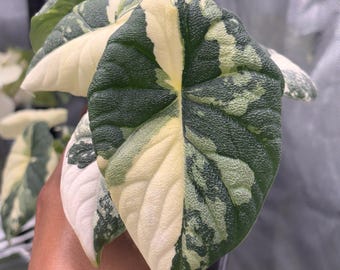 Alocasia Melo Albo