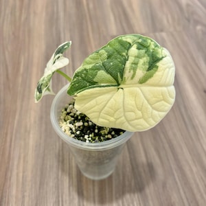 Alocasia melo albo - Etsy 日本