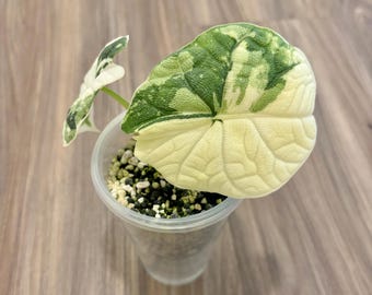 Alocasia Melo Albo
