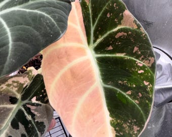 Alocasia Schwarzer Samt Rosa