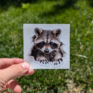 Raccoon  3&quot; Waterproof Sticker