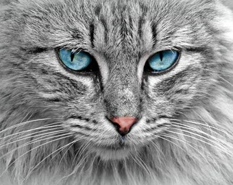 Bye-Bye Allergies for Cats relieves allergy symptoms.